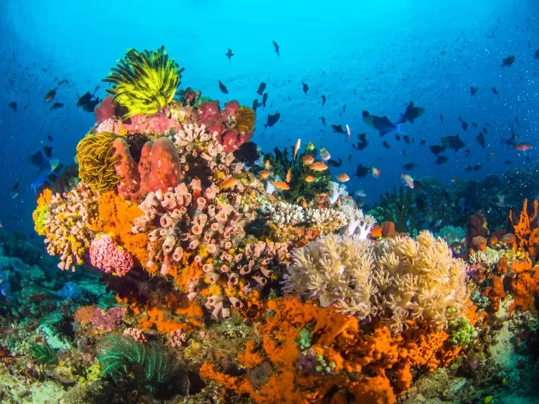 Coral reef in Anilao, the Philippines