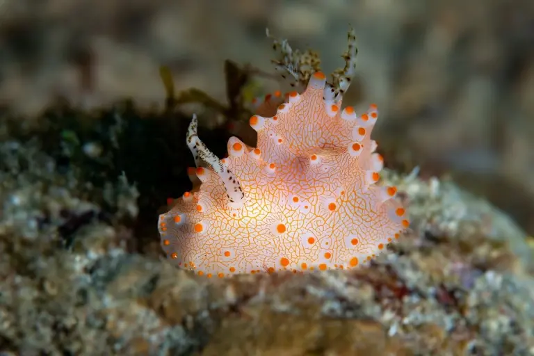 Halgerda batangas nudibranch in Anilao, the Philippines