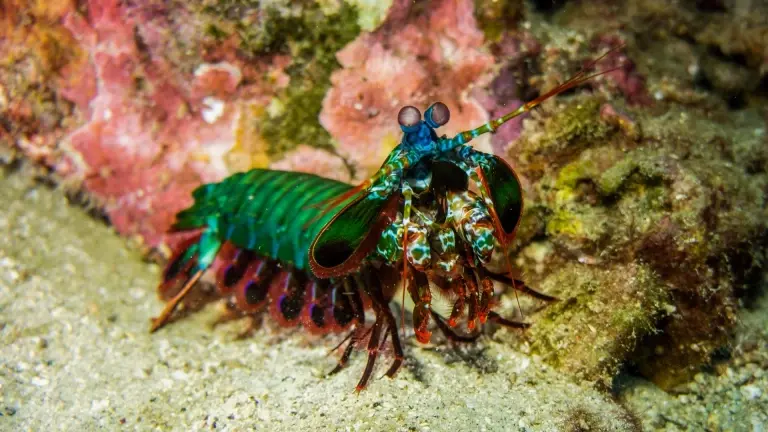 Mantis shrimp in Anilao, the Philippines