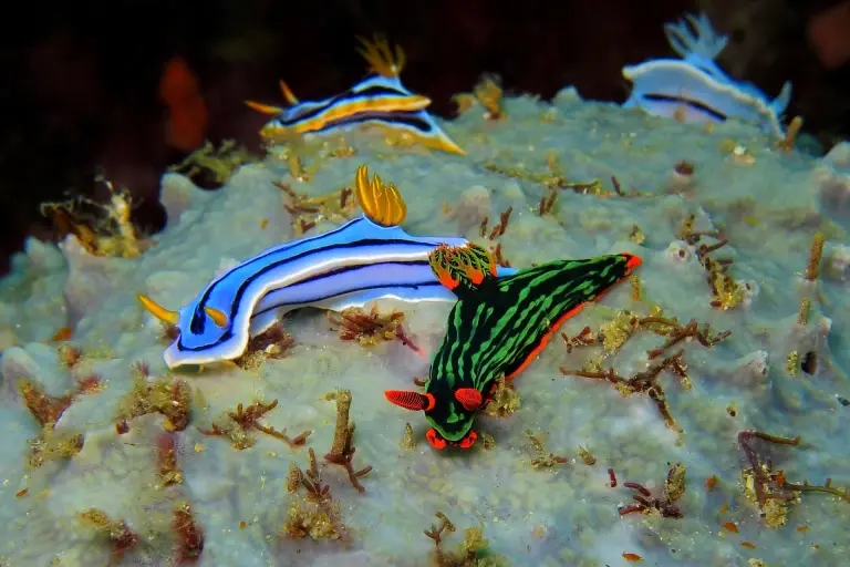 Nudibranch in Anilao, the Philippines