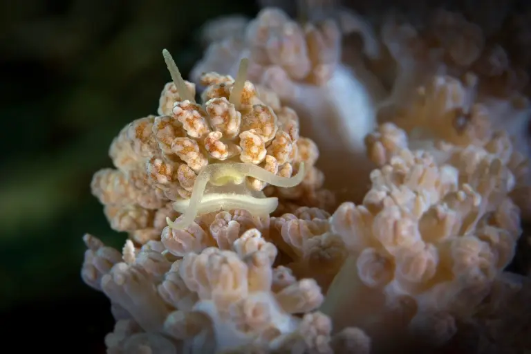 Phyllodesmium nudibranch in Anilao, the Philippines