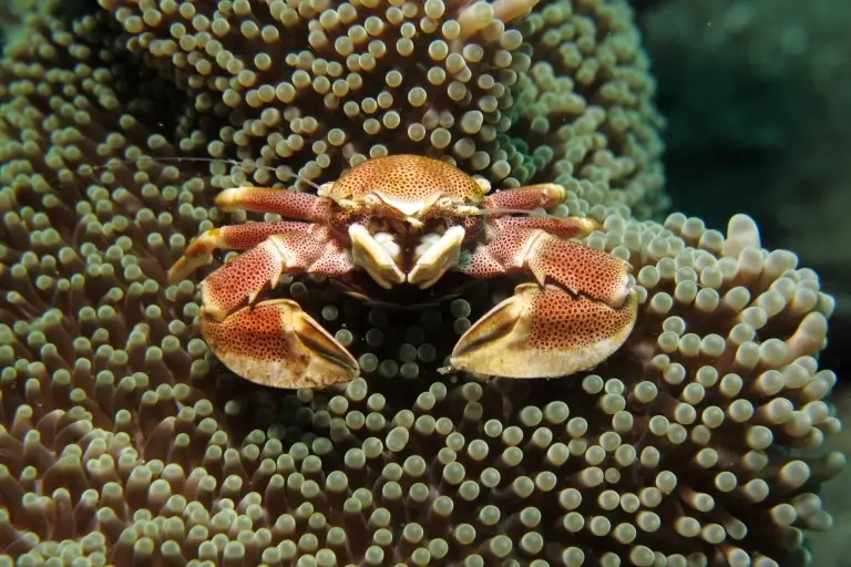 Porcelain crab in Anilao, the Philippines