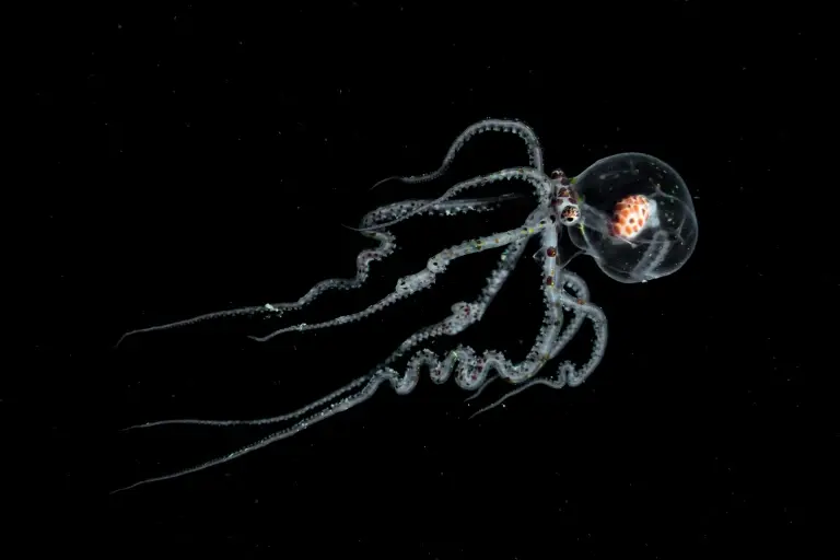 Wonderpus seen on a bonfire dive in Anilao, the Philippines