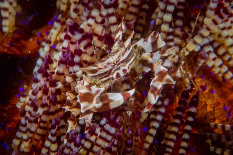 Zebra urchin crab in Anilao, the Philippines