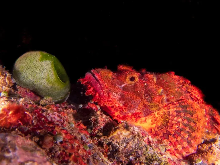 Bearded scorpionfish in the Batangas, the Philippines