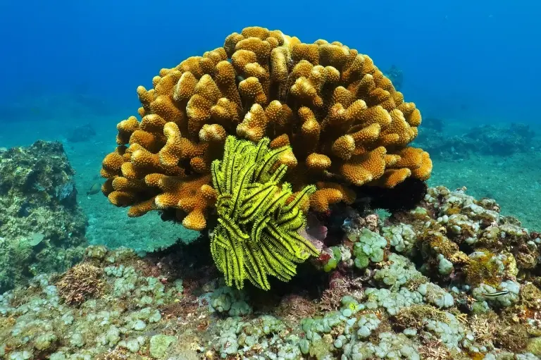 Coral reef & sea lily in the Philippines