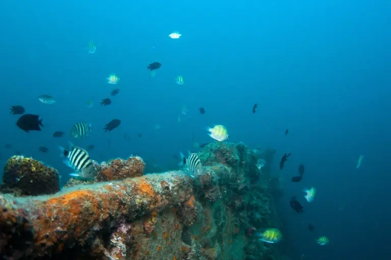 Coral reef on a shipwreck in Coron, the Philippines