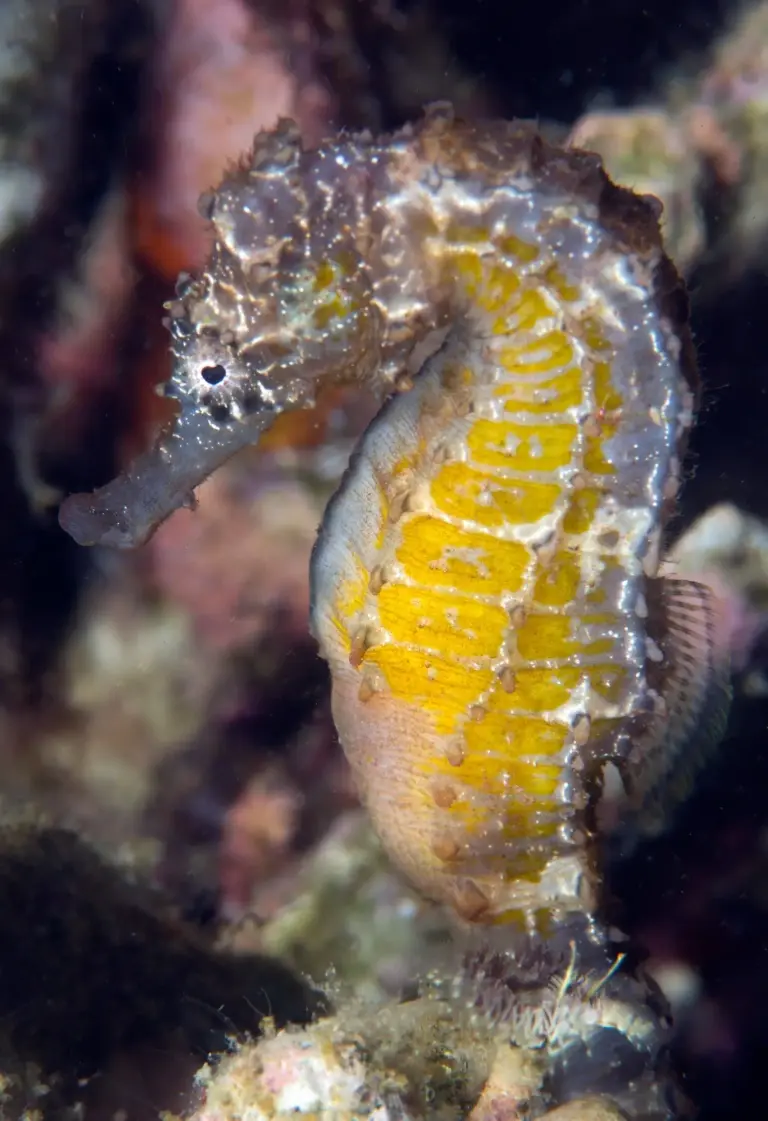 Seahorse in the Philippines