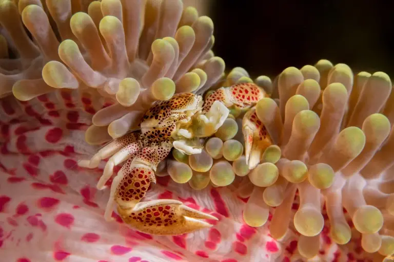 Porcelain crab in anemone, Philippines