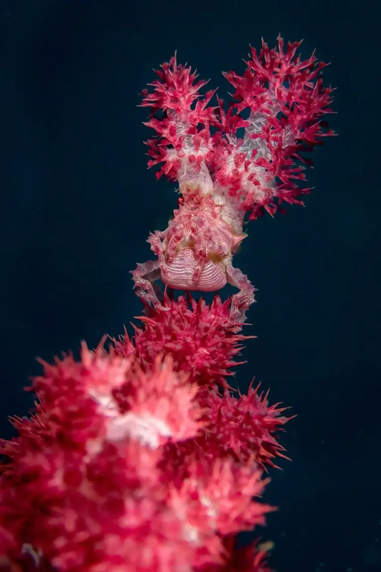 Squat lobster in the Philippines