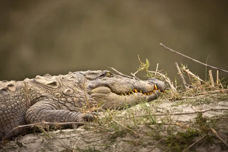 Mugger crocodile in Sri Lanka
