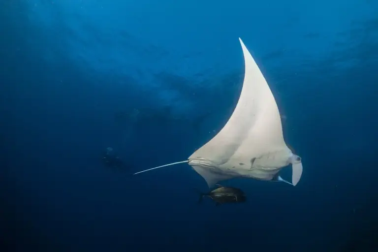Manta ray in Hin Daeng, Thailand