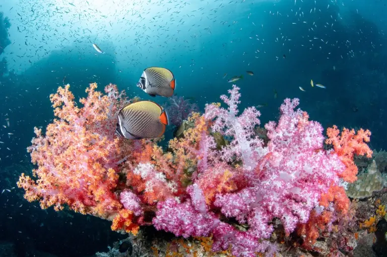 Underwater coral reef in Hin Jom, Thailand