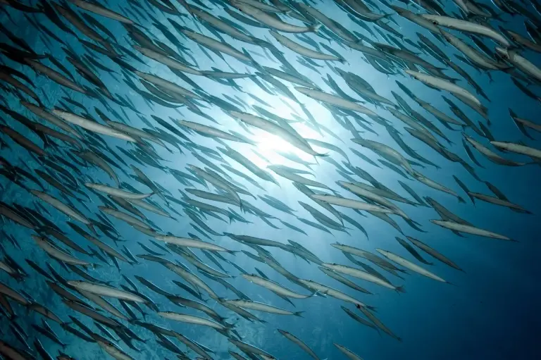 Barracudas at Turtle Rock dive site in Thailand