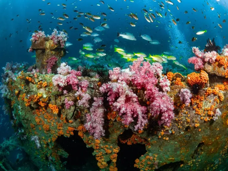 King cruiser wreck in Thailand