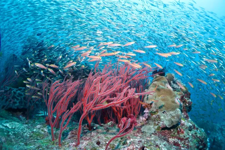 Busy coral reef scene in Phuket, Thailand