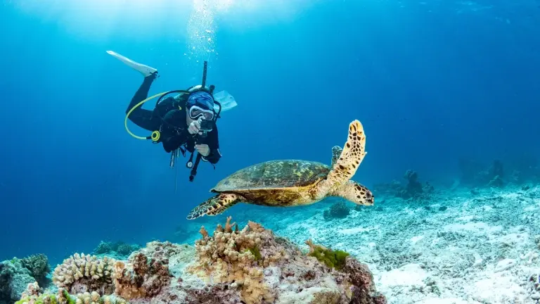 Hawksbill turtle & scuba diver in Phuket, Thailand