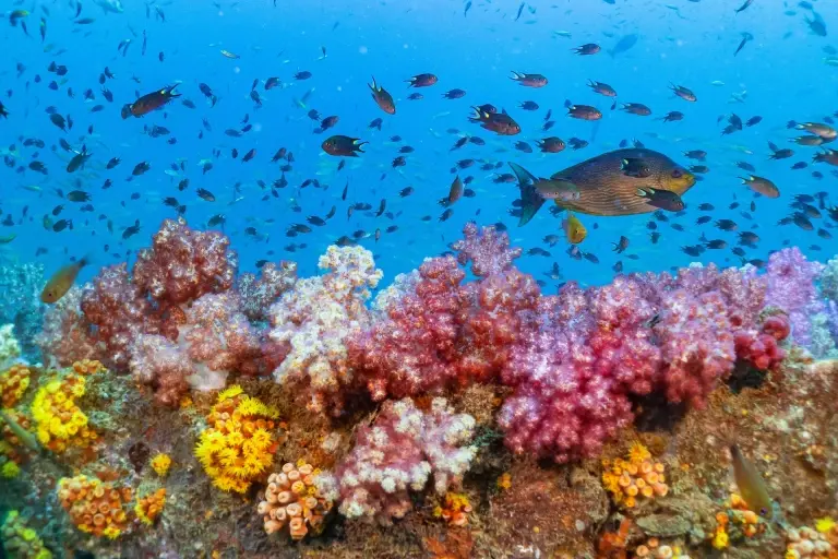 Soft coral on the King Cruiser wreck in Phuket, Thailand