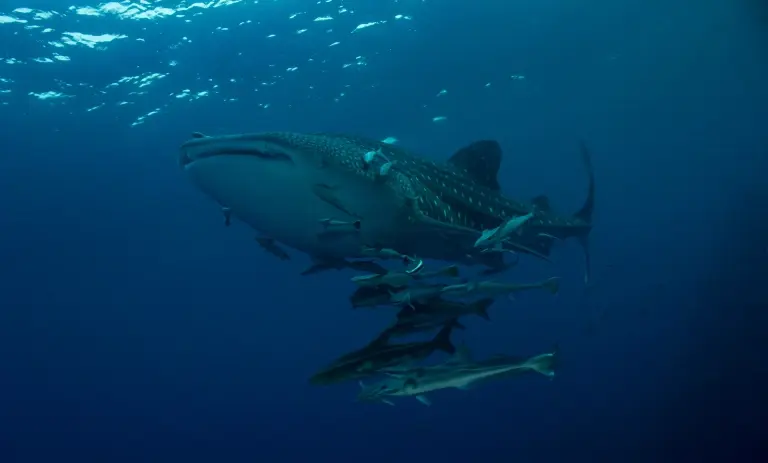 Whale shark in Richelieu Rock, Thailand
