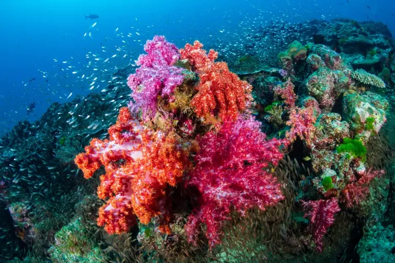 Coral reef in Similan Islands, Thailand