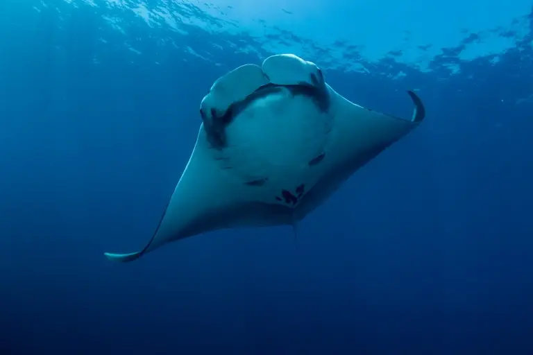 Manta ray in Thailand