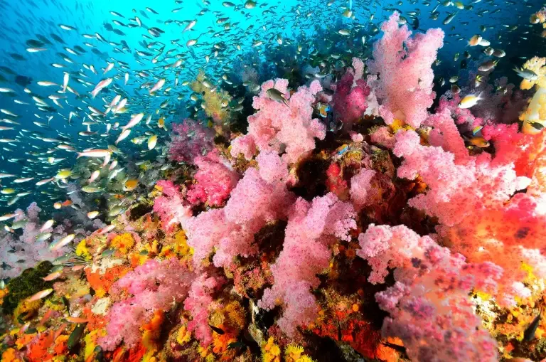 Soft coral colony in Similan Islands, Thailand