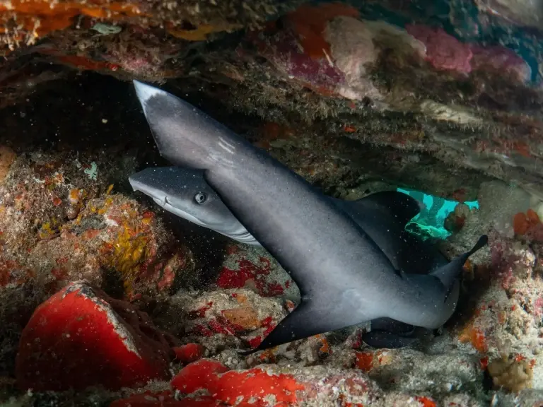 Whitetip reef shark in Thailand