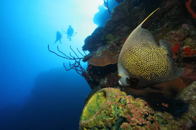 Angelfish divers in the Caribbean