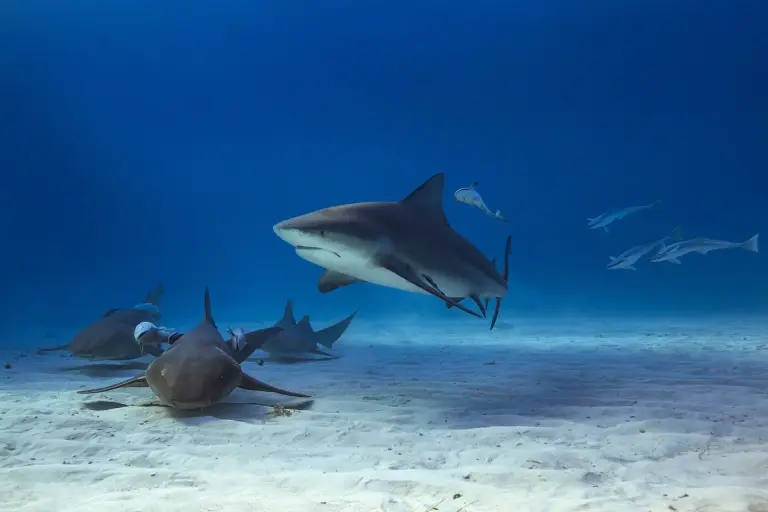 Bull & nurse shark in Bimini, the Bahamas