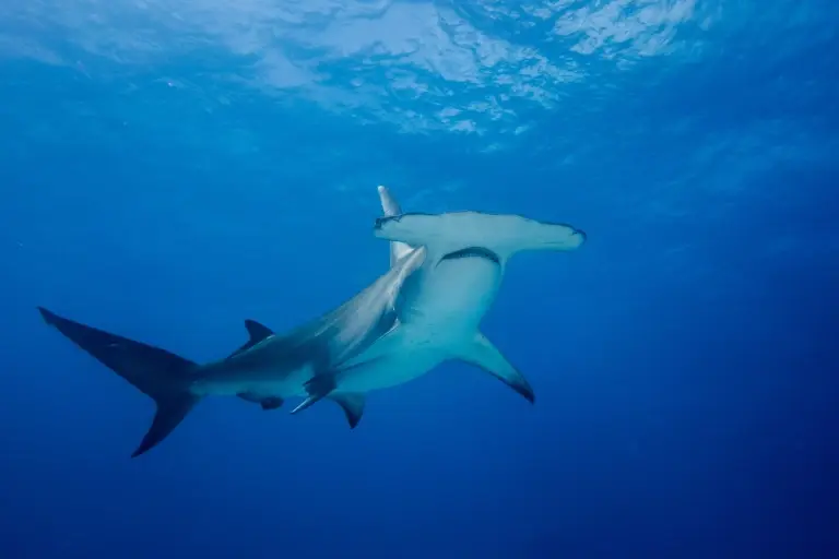 Great hammerhead shark in Bimini, the Bahamas