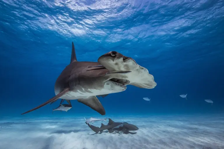 Great hammerhead shark in Bimini, the Bahamas