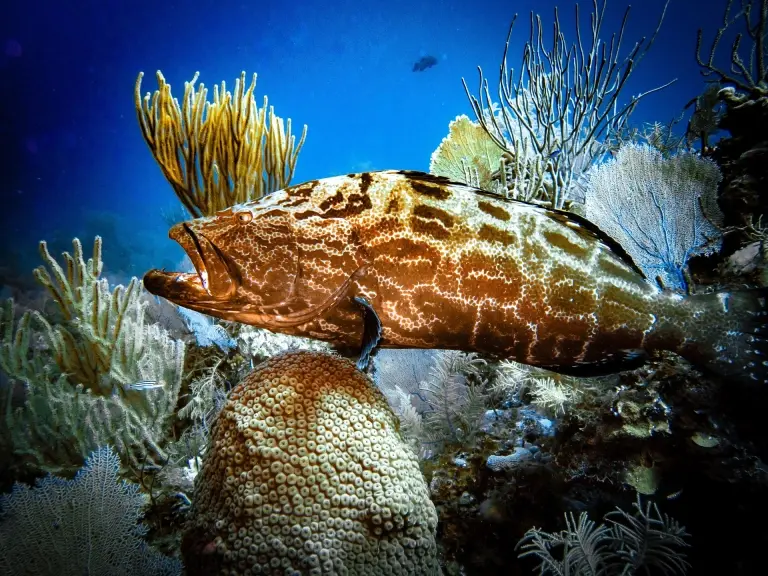 Black grouper in the Exumas, Bahamas