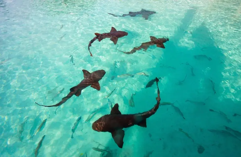 Aerial view of schooling nurse shark in the Exumas, Bahamas
