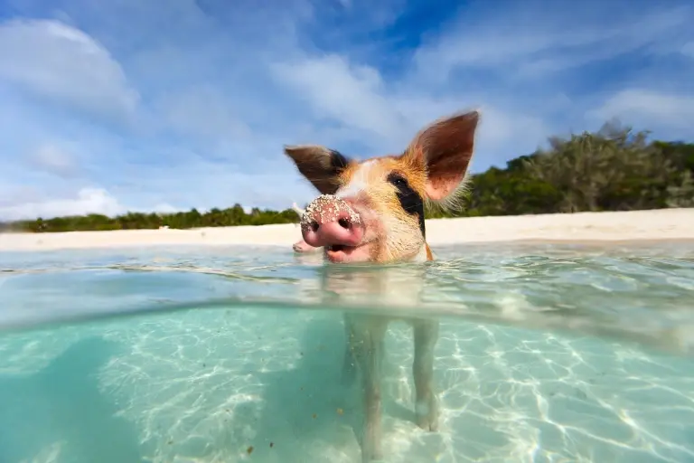 Piglet in the Exumas, Bahamas