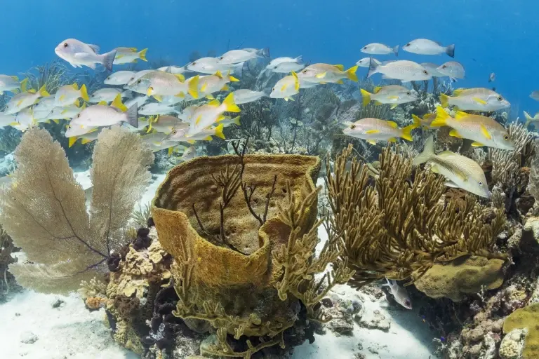 School of fish & sponge coral in the Exumas, Bahamas