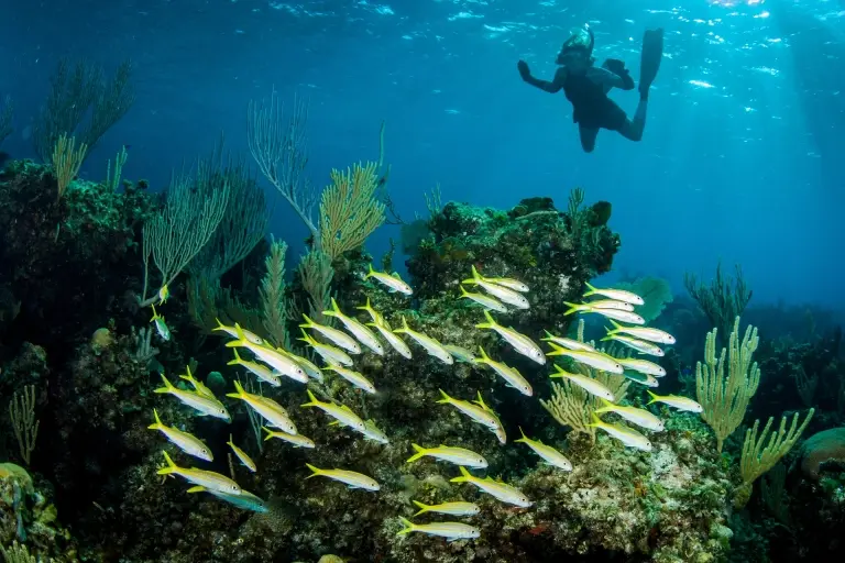 Snorkeller over a coral reef & schooling fish in Staniel Cay, Exumas, the Bahamas