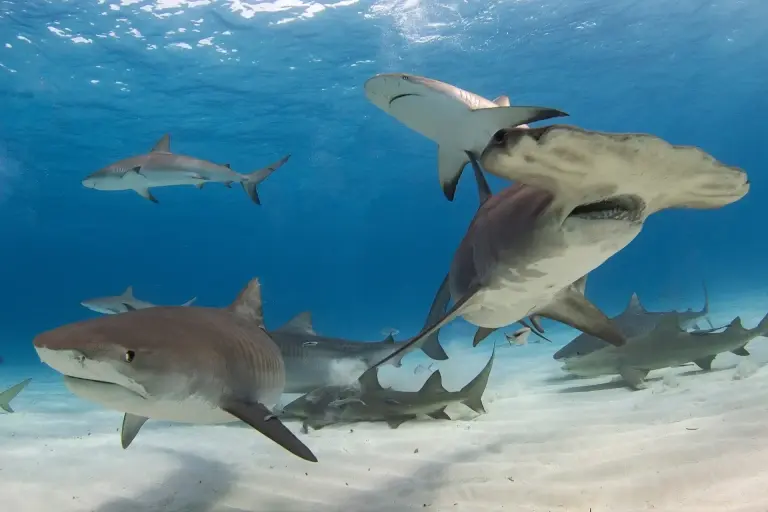 Hammerhead, tiger and reef sharks in the Bahamas