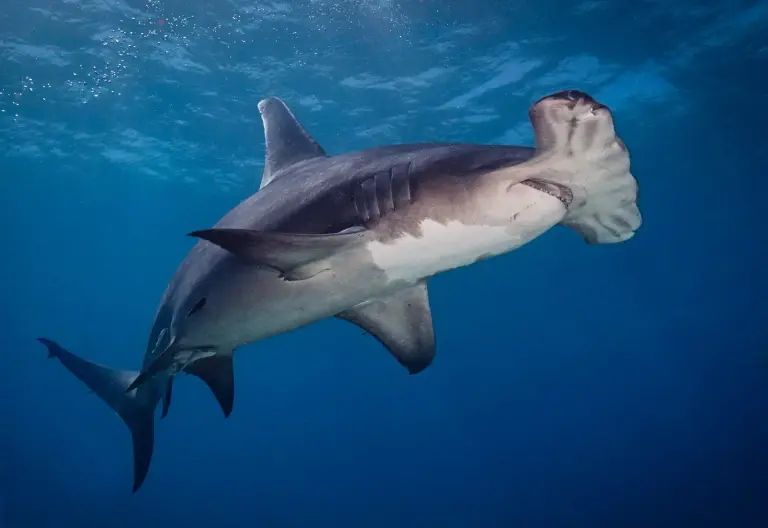 Hammerhead shark in the Bahamas