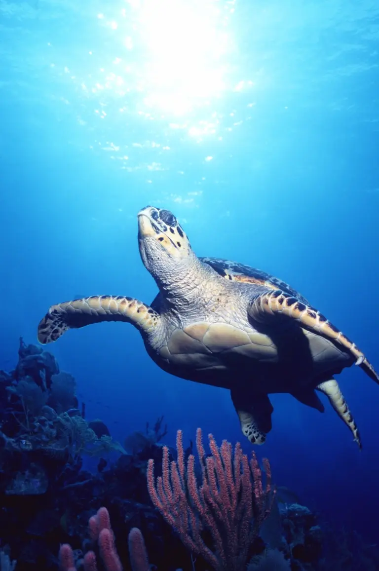 Hawksbill turtle in the Bahamas