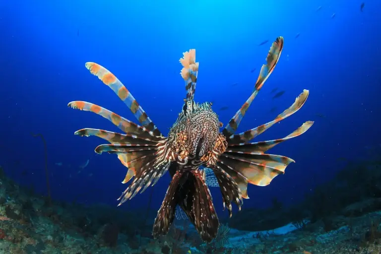 Lion fish in the Bahamas