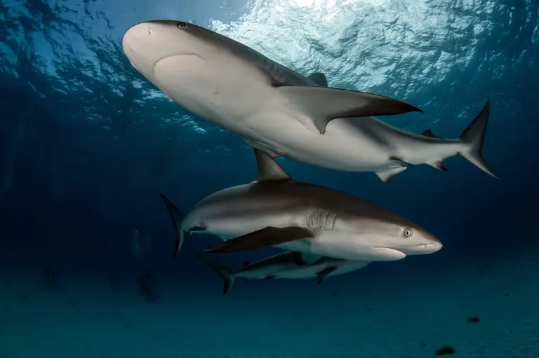 Caribbean reef shark in the Bahamas