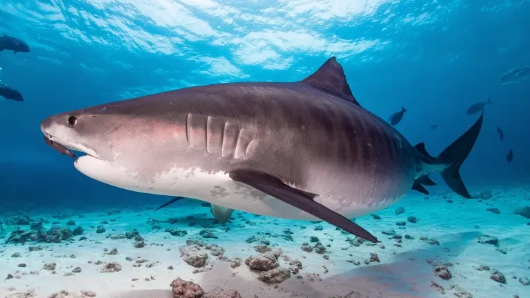 Tiger shark in the Bahamas