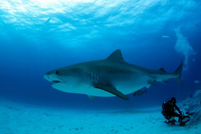 Tiger shark in the Bahamas