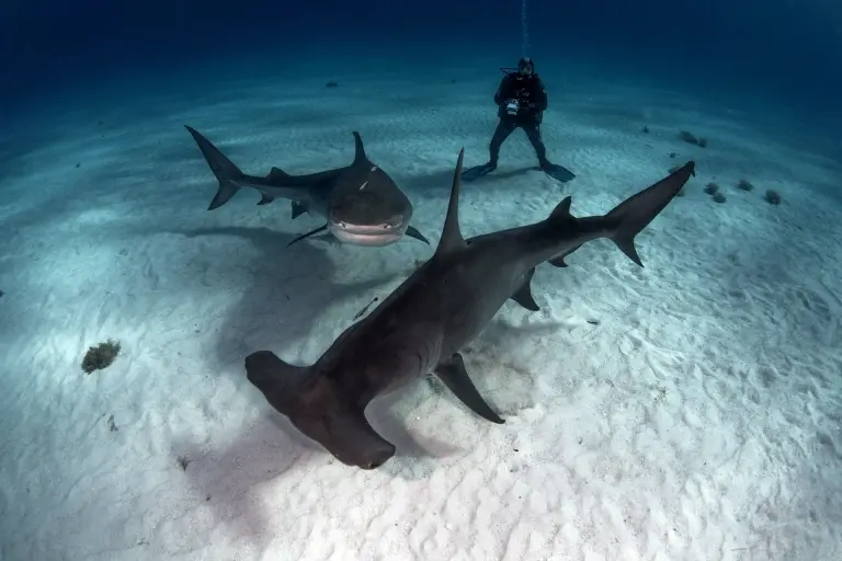 Tiger shark & great hammerhead shark with diver in the Bahamas