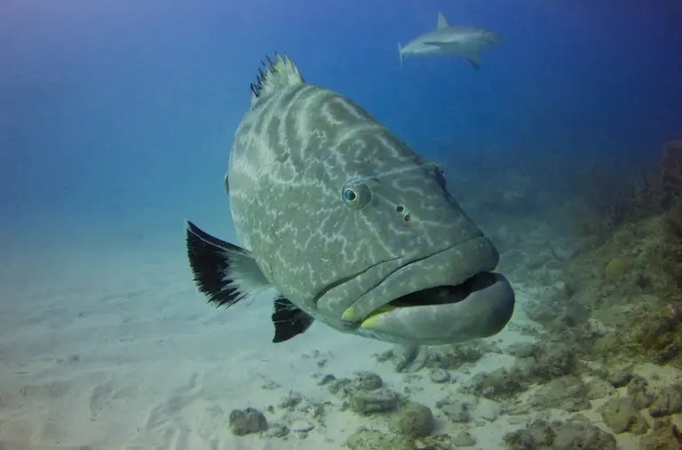 Black grouper in Grand Bahama, the Bahamas