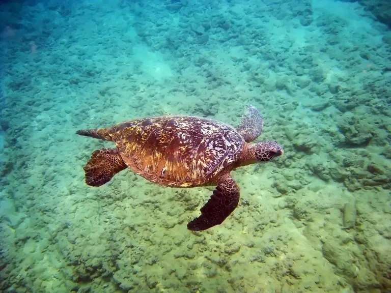 Green turtle in Grand Bahama, the Bahamas