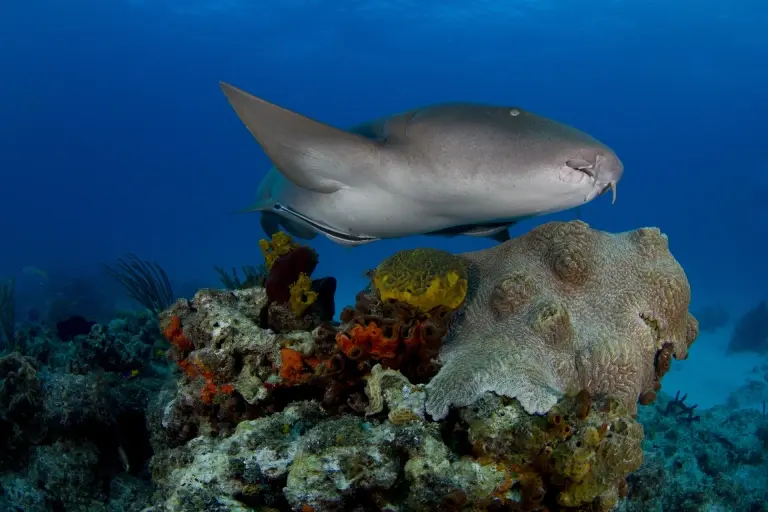 Nurse shark in Grand Bahama, the Bahamas