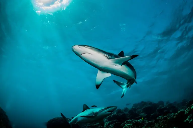 Reef shark in the Caribbean