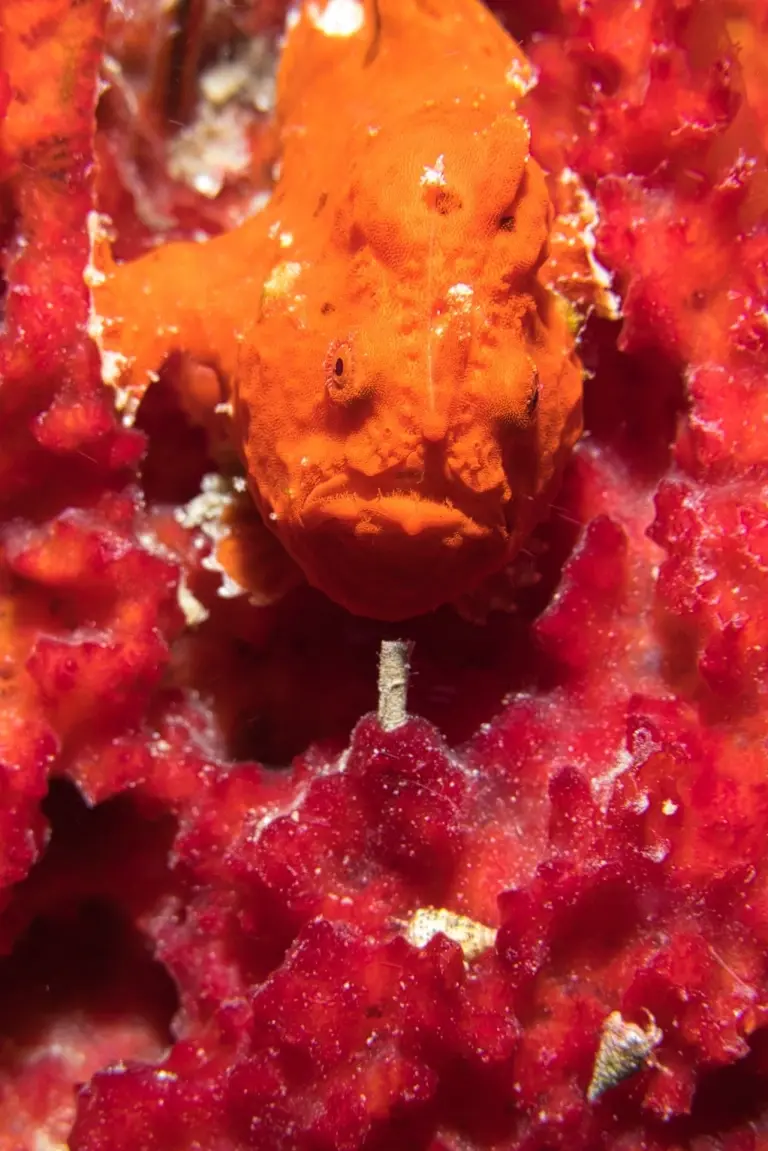A frog fish in Saba, Caribbean.
