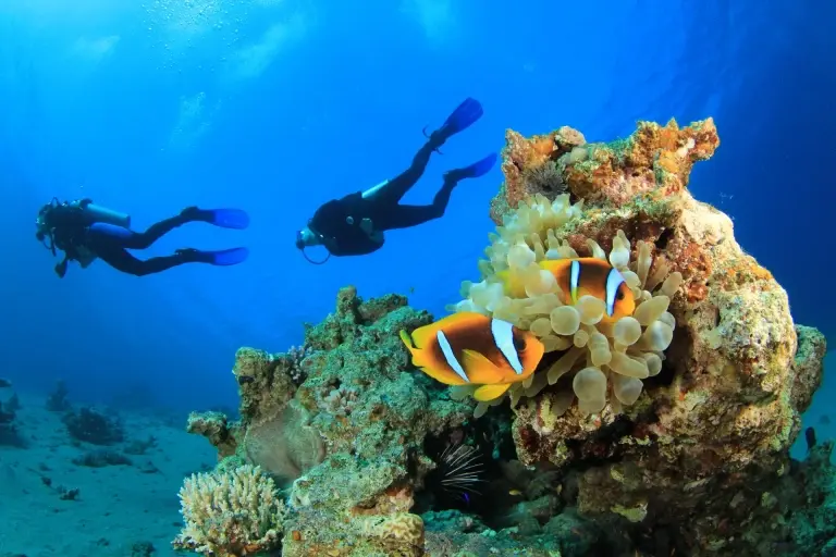 Divers, coral reef & anemonefish